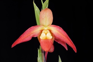 Phragmipedium Rocquier Arnie AM/AOS 82 pts.